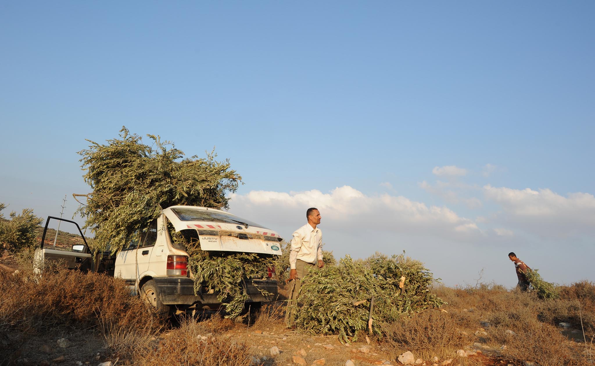 qsura olive grove